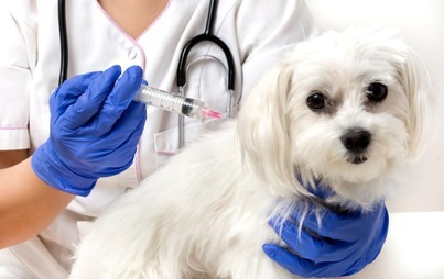 Zdjęcie do Informacja o szczepieniu ps&oacute;w na terenie Gminy Wilczęta 